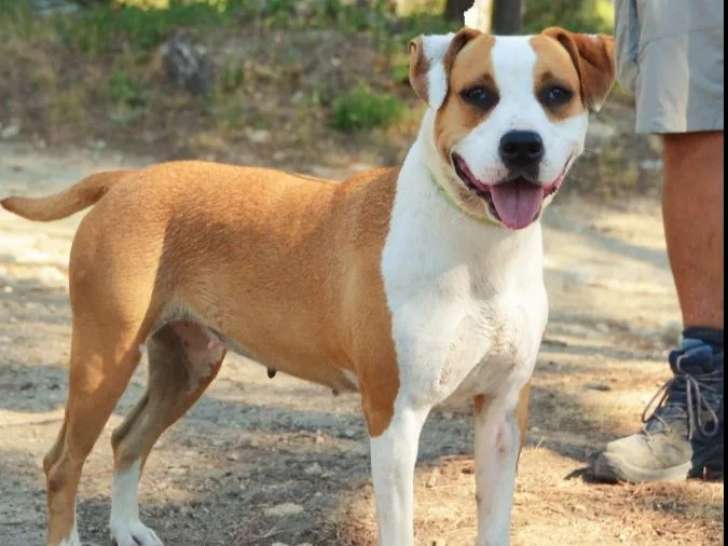 En attente d’une famille, chienne Amstaff marron et blanche