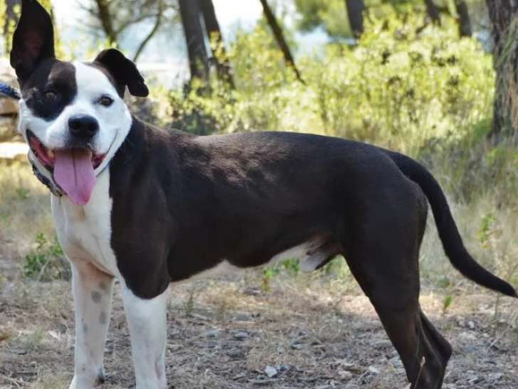 À accueillir, chien noir et blanc