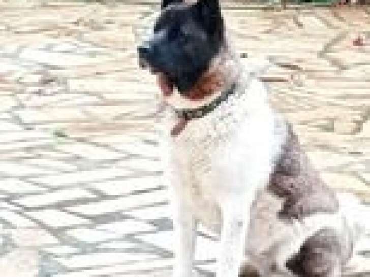 Femelle Akita Américain à vendre