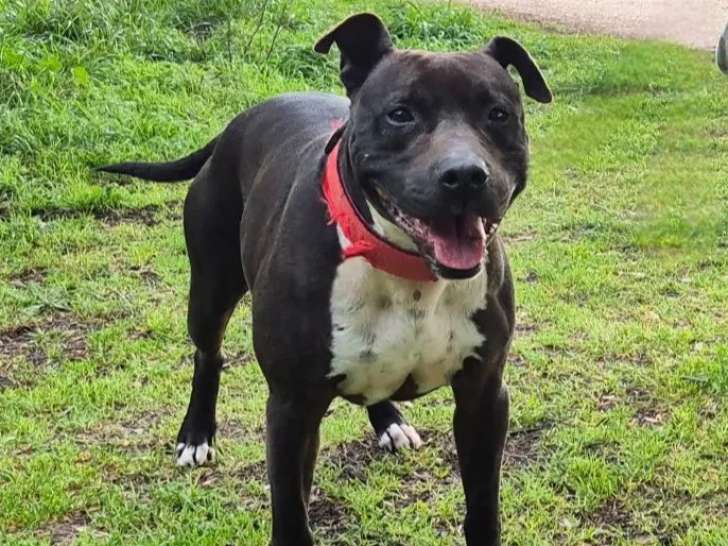 Adoption disponible : chien gris et blanc