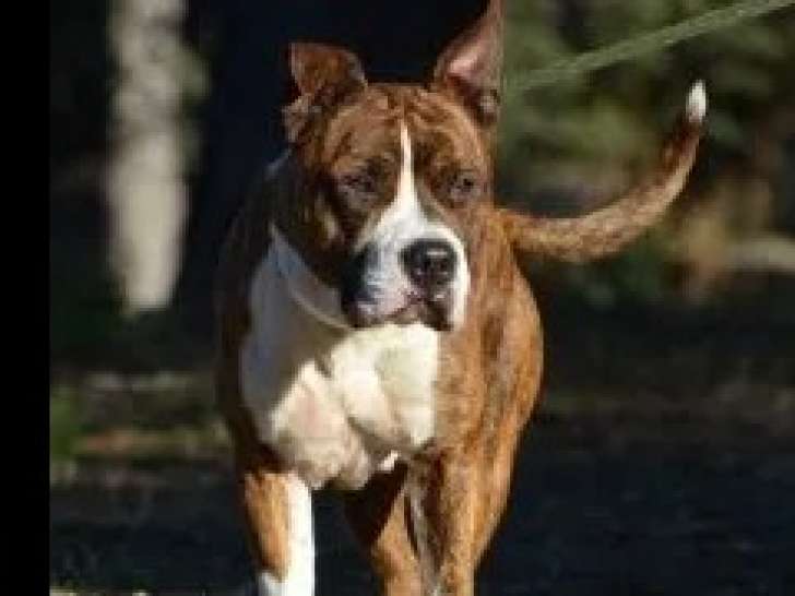 À la recherche d’une famille, chien au pelage bringé