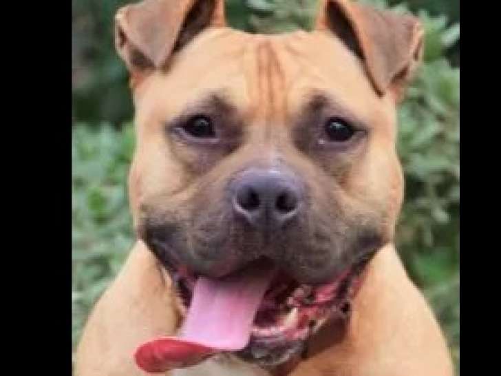 Chien de 7 ans à adopter