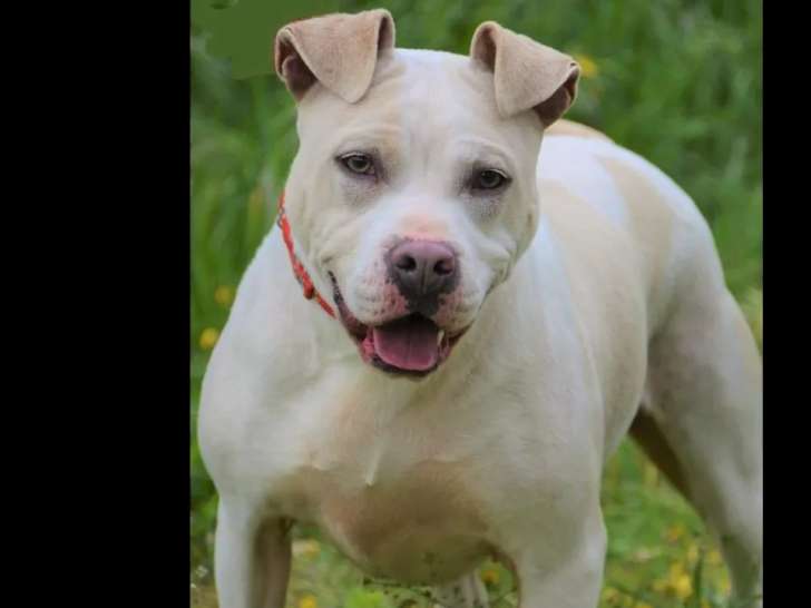 Chienne de 9 ans disponible à l’adoption