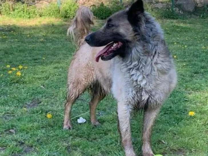Chienne grise et blanche en attente d’adoption
