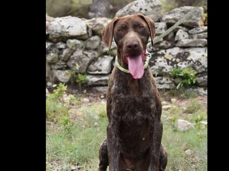 Chien marron et blanc prêt pour l’adoption