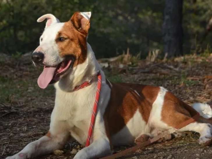 Chien âgé de 8 ans en attente d’une famille