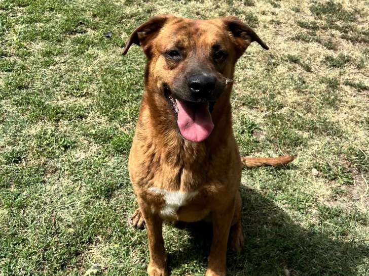 Chien fauve à accueillir