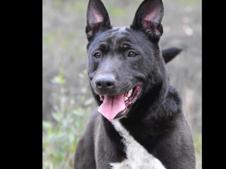 Chienne Staffie en quête d’un foyer