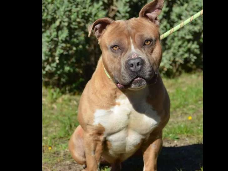 Adoption disponible : chien Amstaff marron et blanc