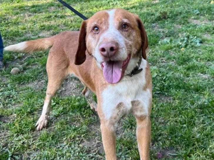 À adopter : chien Épagneul Breton de 5 ans