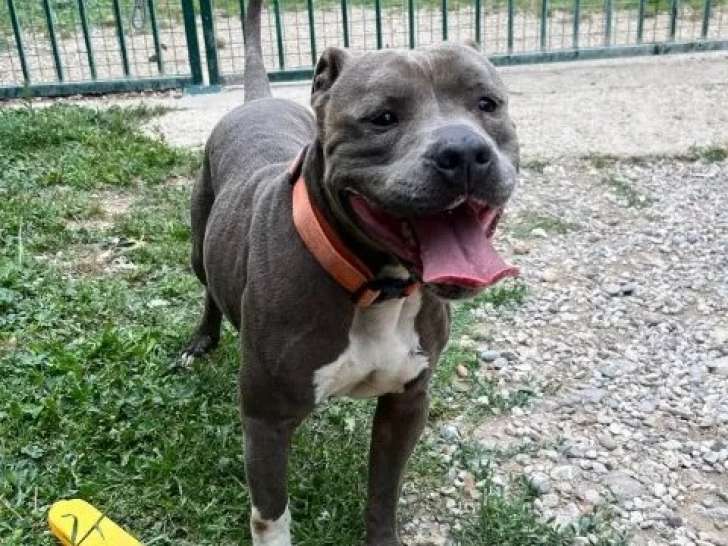 Disponible à l’adoption : Chienne Staffordshire Terrier Américain bleu et blanc