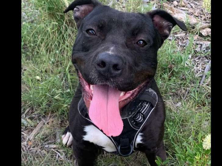En attente d’adoption : chien Amstaff noir et blanc