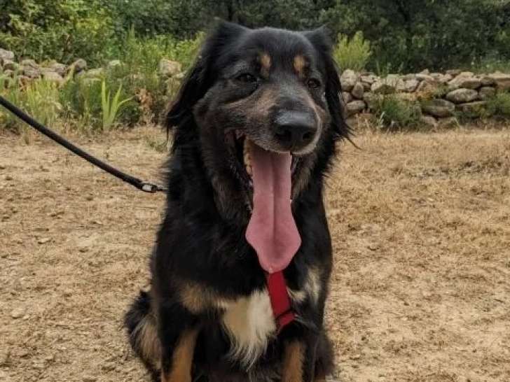 Prêt pour l’adoption : chien Setter Gordon tricolore
