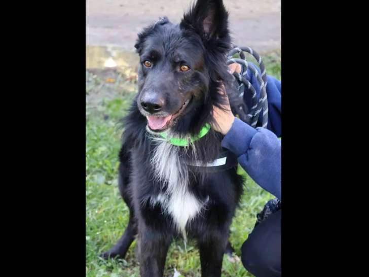En quête d'une famille, chienne Flat-Coated Retriever noire