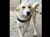 Adoption disponible : chienne Berger d’Anatolie beige