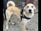 Adoption disponible : chienne Berger d’Anatolie beige