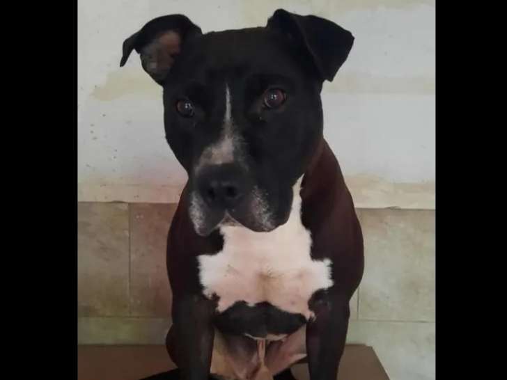 À la recherche d'une famille, chien Amstaff noir et blanc