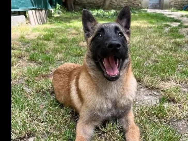 À adopter : chienne Berger Malinois d'un an