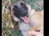 À adopter : chienne Berger Malinois d'un an