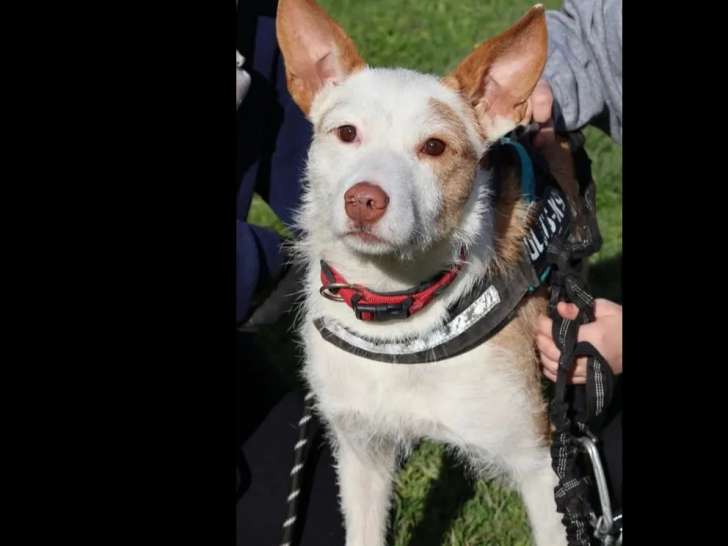 Disponible à l'adoption : chien Podenco de 2 ans