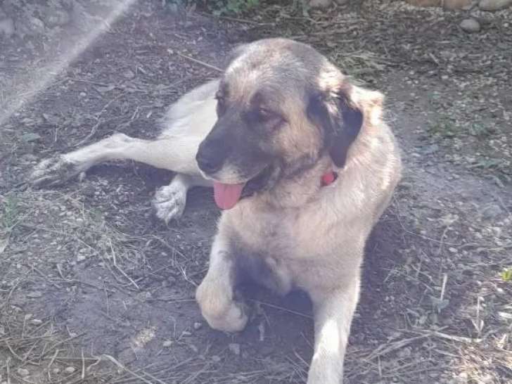 En attente d'adoption : chien Berger d’Anatolie gris