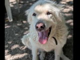 Prête pour l’adoption : chienne de Montagne des Pyrénées blanche