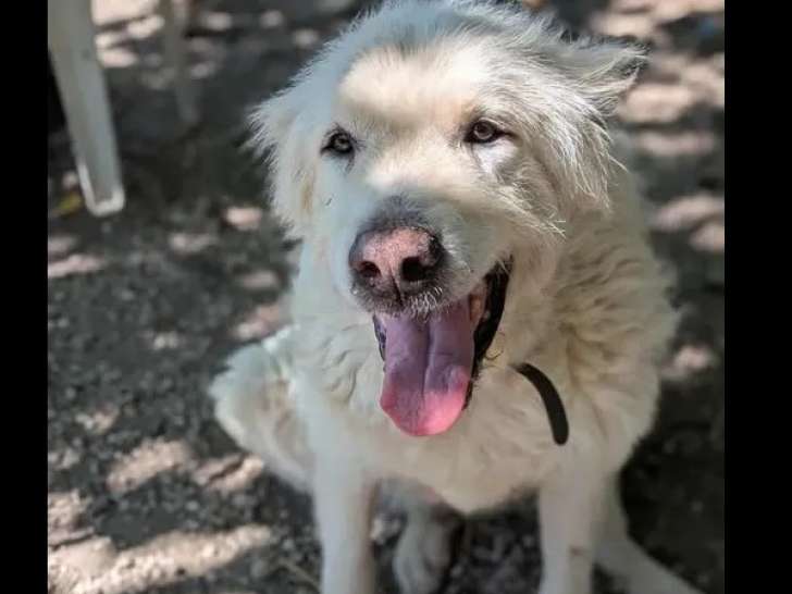 Prête pour l’adoption : chienne de Montagne des Pyrénées blanche