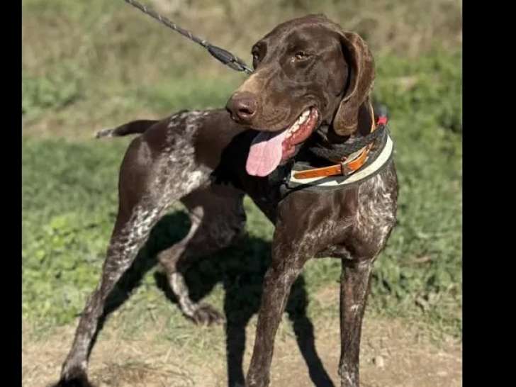 En attente d’un foyer : chienne Braque Allemand marron