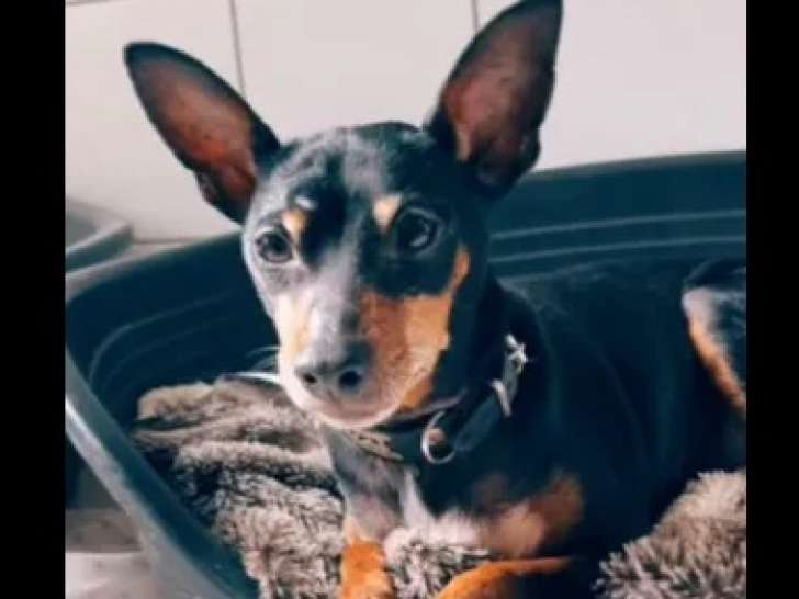 En quête d'une famille : chien Pinscher Nain noir et feu