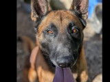 Adoption disponible : chien Berger Malinois fauve charbonné