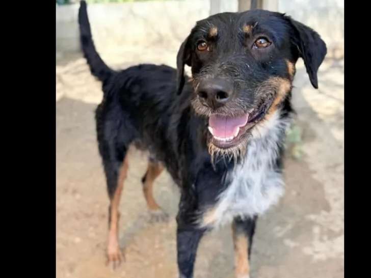 À la recherche d’un foyer : chien Griffon tricolore