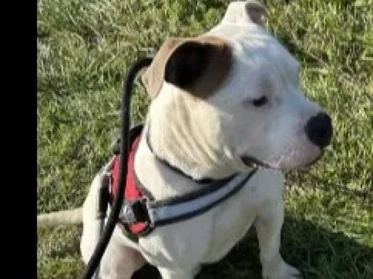 Chiot mâle Bouledogue Américain blanc disponible à l'adoption