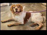 Chien Épagneul Breton marron et blanc en attente d'adoption