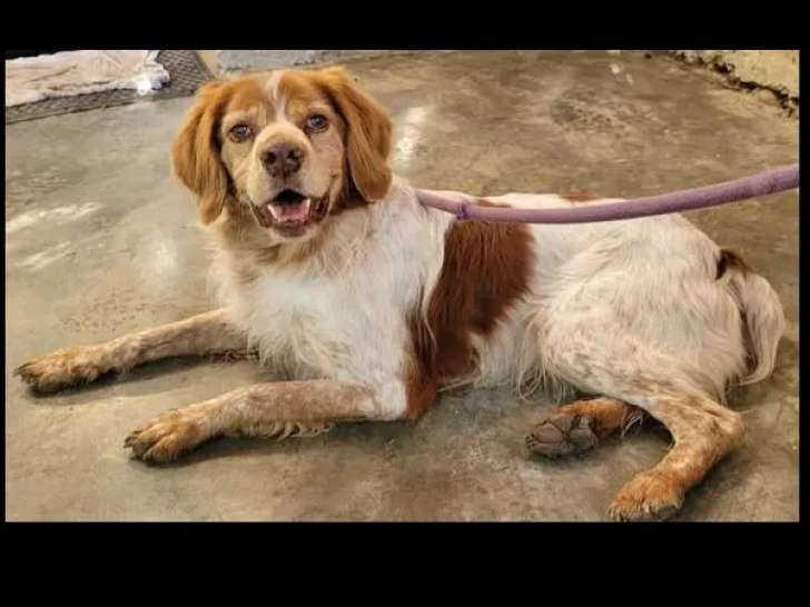 Chien Épagneul Breton marron et blanc en attente d'adoption