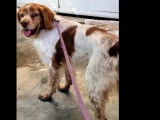 Chien Épagneul Breton marron et blanc en attente d'adoption