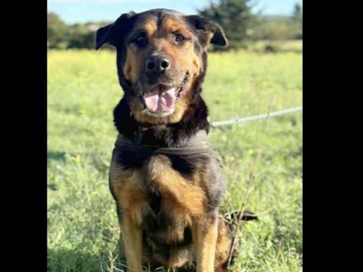 Chienne Beauceron de 12 ans prête pour l’adoption