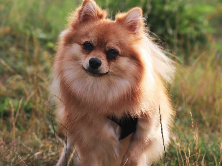 Recherche mâle Loulou de Poméranie pour une saillie