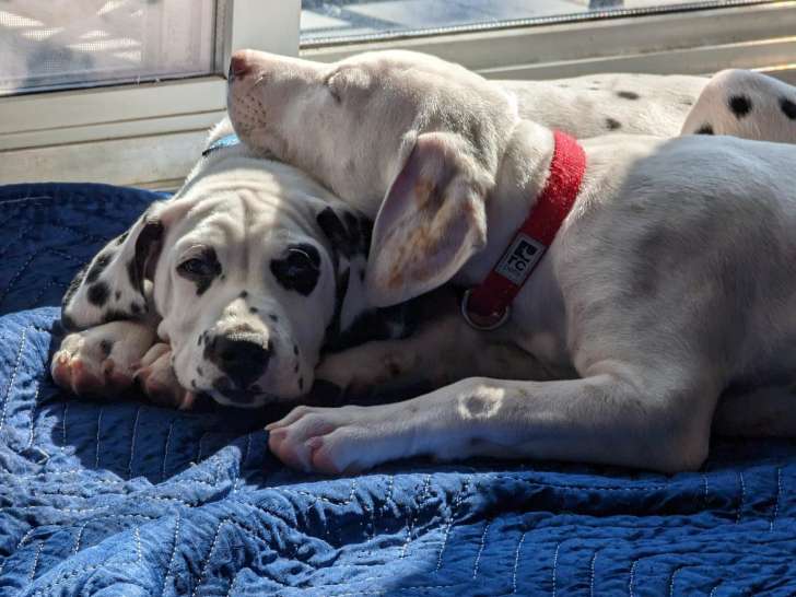 Mabelle avec le copier rouge et le mâle qui nous regarde.