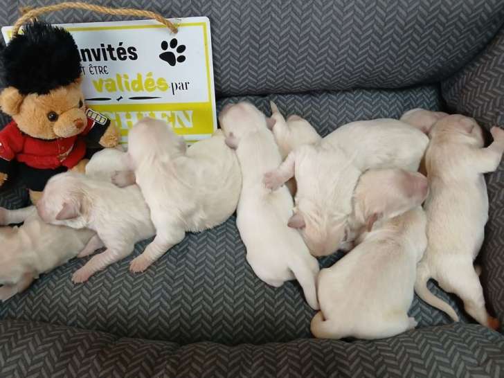 8 chiots Golden Retrievers LOF à réserver, 3 mâles et 5 femelles d'octobre 2025