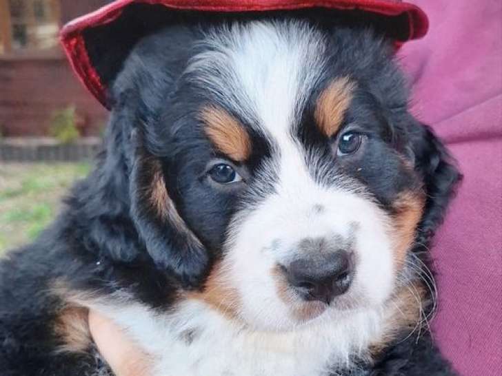4 chiots Bouviers Bernois non-LOF à réserver, 1 femelle et 3 mâles d'août 2025