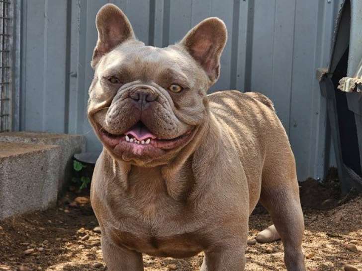 Chien Bouledogue Français LOF disponible pour saillie