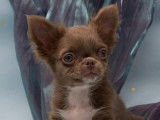 Chiots Chihuahuas LOF à réserver