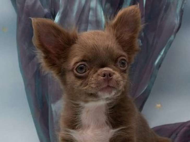 Chiots Chihuahuas LOF à réserver