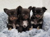 Chiots Chihuahuas LOF à réserver
