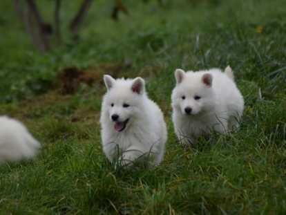 Chiots de race Berger Blanc Suisse à vendre (2 femelles & 5 mâles)