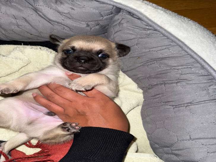 Chiots Carlin à vendre