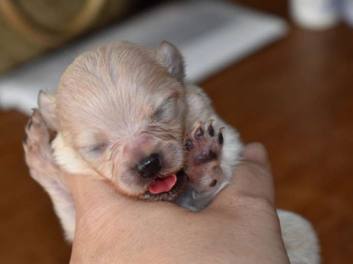Véritable chiot Loulou de Poméranie à vendre