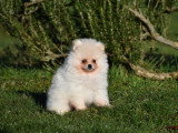 Véritable chiot Loulou de Poméranie à vendre