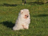 Véritable chiot Loulou de Poméranie à vendre