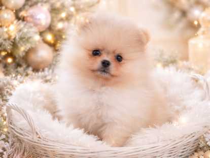 V&eacute;ritable chiot Loulou de Pom&eacute;ranie &agrave; vendre